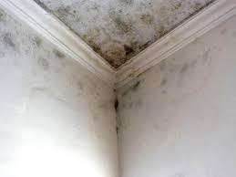 Best Forensic Mold Investigation  in Ben Avon, PA